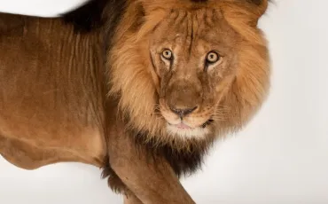 Quiz Lions