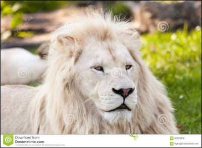 Tiens, ce lion est une drôle de couleur ! Comment est-il ?