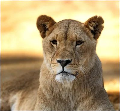 Cette lionne a perdu ses petits. Retrouvez-les !