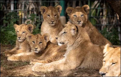 Chez les lions, une tribu se forme d'un mâle et une dizaine de femelles, pour les tribus les plus nombreuses. Comment s'appelle une tribu formée de cette manière ?