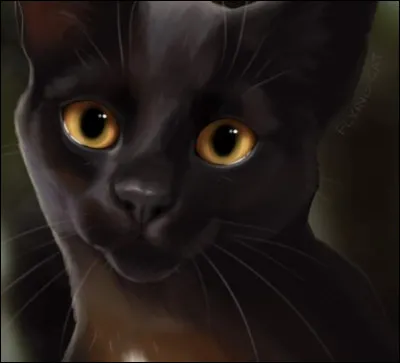 Nuage de Feu et Nuage Gris ne voulaient pas dire que Nuage de Jais était parti. Qu'ont-ils dit au clan, à la place ?