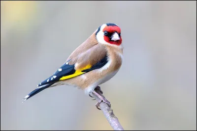Quelle commune française a une étymologie gauloise "domaine de Carathaunus" ?