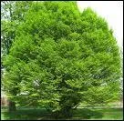 Quel est cet arbre ?