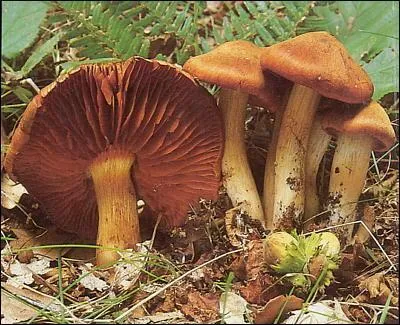 Quel est ce champignon mortel ?