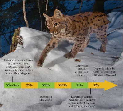 Nul besoin de sortir de France pour en voir un, ses proies favorites sont les chevreuils, mais un chamois, un lièvre ou un renard, lui conviennent tout aussi bien !