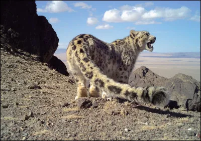 Le meilleur moyen pour apercevoir ce félin, c'est de prendre l'avion pour le Tibet, mais il faut prévoir du temps, car c'est très difficile !