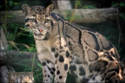 Cet animal vit également en Asie, la jungle est son domaine !