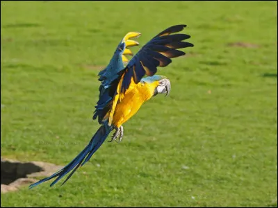 Quelle est sa taille moyenne ?