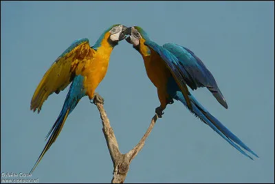 Quel est leur comportement dans la nature ?