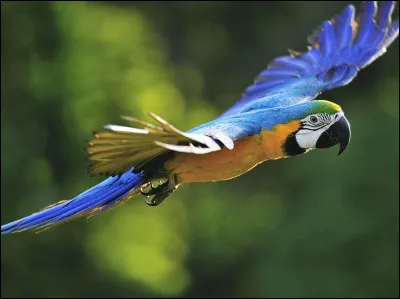 Quelle est son alimentation ?