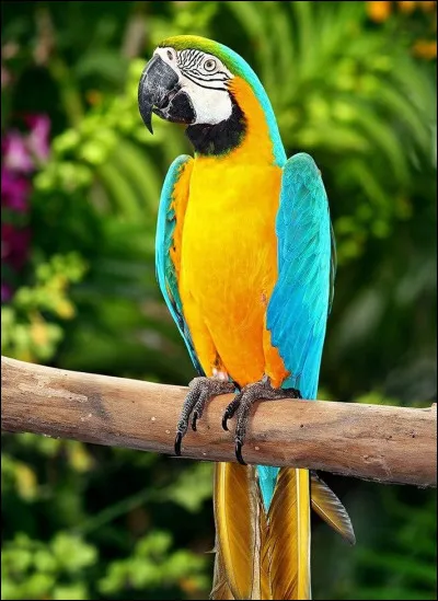 Quelle est sa longévité ?