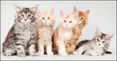 À la pouponnière, ta sur se lie d'amitié avec un autre chaton (Petite Falaise). Comment réagis-tu ?