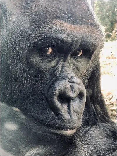 Aimes-tu les gorilles ?