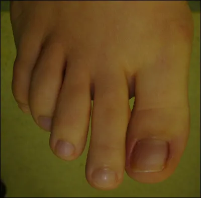 Quel est ton animal préféré ?