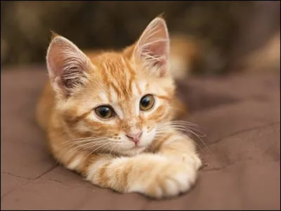 Jusqu’à combien de temps peut-il vivre ?