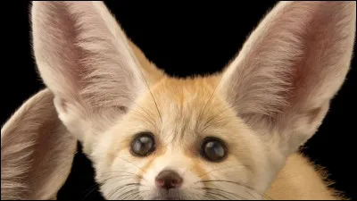 Quelles sortes danimaux aimes-tu ?