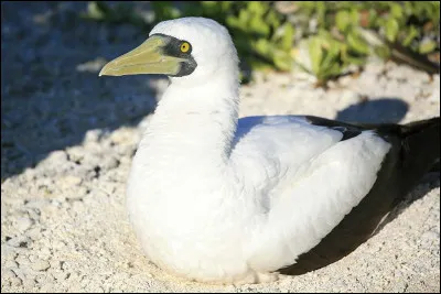 Ajoutez un animal à l'illustration ci-dessus pour me dire que nous nous en balançons, en oubliant l'orthogaphe !