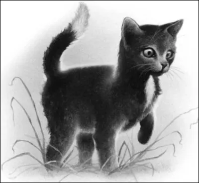 Nuage de Jais s'est échappé après la bataille du Clan de l'Ombre pour échapper aux tortures du Clan de la Rivière.