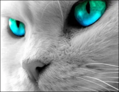 Plume Grise est amoureux de Fleur de Saule.