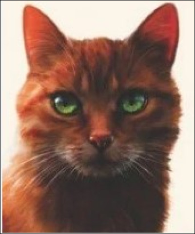 Quand Étoile de Feu était un chat domestique, il se nommait Ficelle.