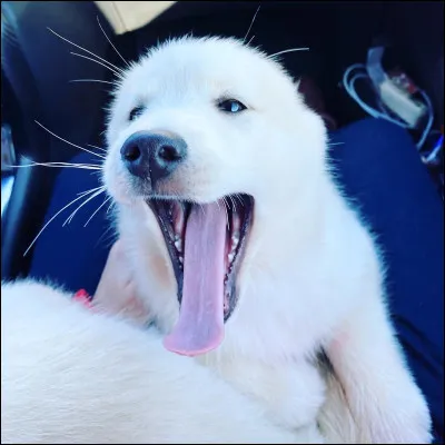 Comment s'appelle-t-il ?