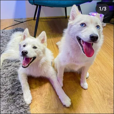 À qui appartient-il ?