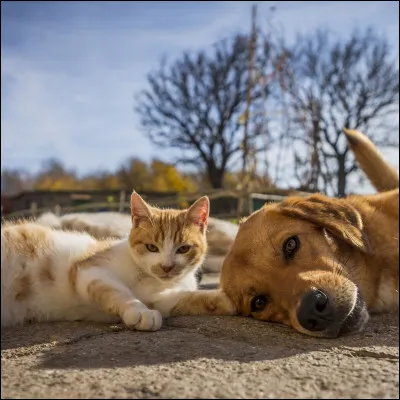 Quel est ton animal pr&eacute;f&eacute;r&eacute; ?