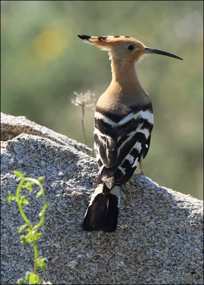 Quel est cet oiseau ?