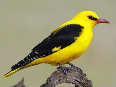 Sais-tu quel est cet oiseau à la jolie couleur jaune ?