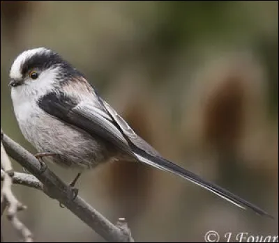 Une autre mésange... Mais laquelle ?
