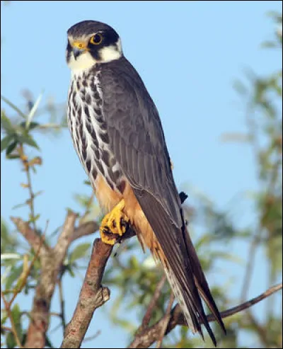 Celui-ci passe quasiment inaperçu, mais est pourtant un prédateur remarquable. Il calcule sa trajectoire au millimètre. C'est le...