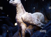 Quiz Les animaux fantastiques dans Harry Potter