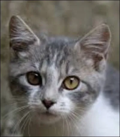 Quel chat préfères-tu ?