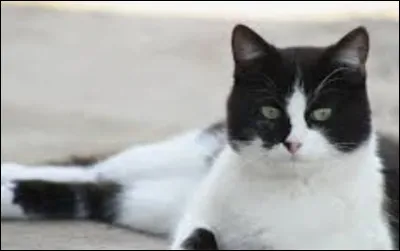 Quel type de chats préfères-tu ?