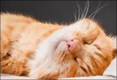 Qui, dans ta famille, veut le plus un chat ?