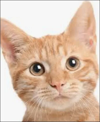 Aimes-tu les chats ?