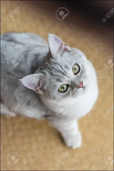 De quelle couleur est le pelage de Flocon de Neige ?