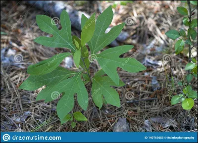Qui n'est pas guérisseur ?