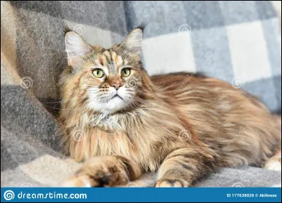 Lequel de ces chats n'a jamais rejoint le Clan du Tonnerre ?