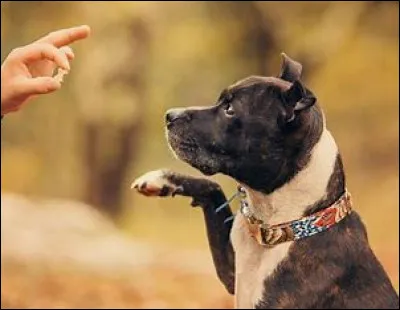 Pour qu'un chien ne soit pas dangereux, tout est une question de/d'...