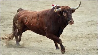 Quel chien se battait autrefois contre des taureaux ?