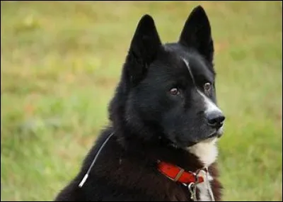 Quel chien chassait les ours ?