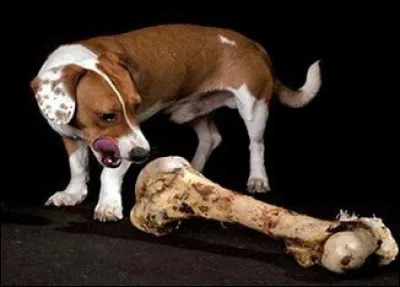Combien d'os constituent le squelette du chien ?