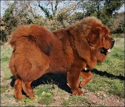 Le chien que tu vois sur la photo est un..