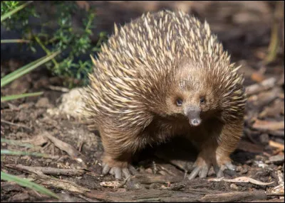 Animaux : Dans quel pays vit l'échidné à nez court ?