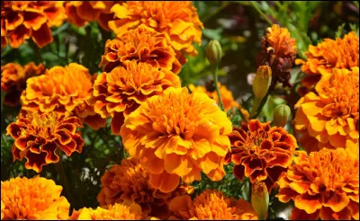 Quelle est cette fleur ornementale et comestible ?