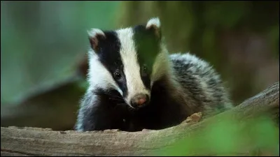 Qui a participé à la quête jusqu'à minuit ?