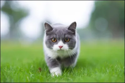 Aujourd'hui est votre première participation à la patrouille de l'aube. Cependant, tout ne se passe pas comme prévu ; vous et vos camarades vous tombez sur des chats ennemis et vous vous battez ! Vous êtes légèrement blessé tandis que d'autres encore plus. Le guérisseur s'approche de vous en premier pour vous administrer les premiers soins.
Quelle est votre réaction ?