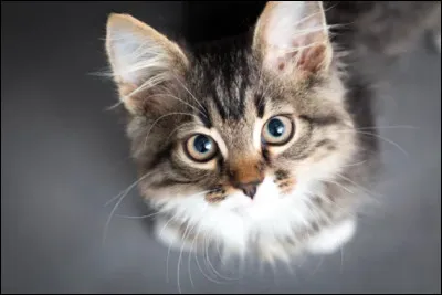 Les lunes ont passé et votre chef/cheffe pense que vous êtes apte à devenir Mentor. Vous voilà responsable d'un jeune chaton devenu apprenti. Celui-ci a commencé ses exercices mais il échoue plusieurs fois, il perd courage. 
Que diriez-vous ?