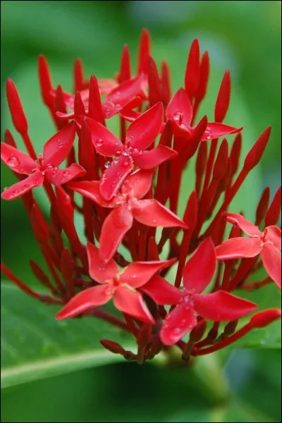 Quel est le nom de cette fleur ?